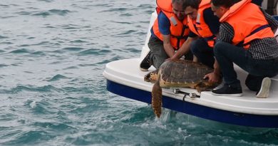 В Грузии спасли головастую черепаху из Средиземного моря  - Netgazeti