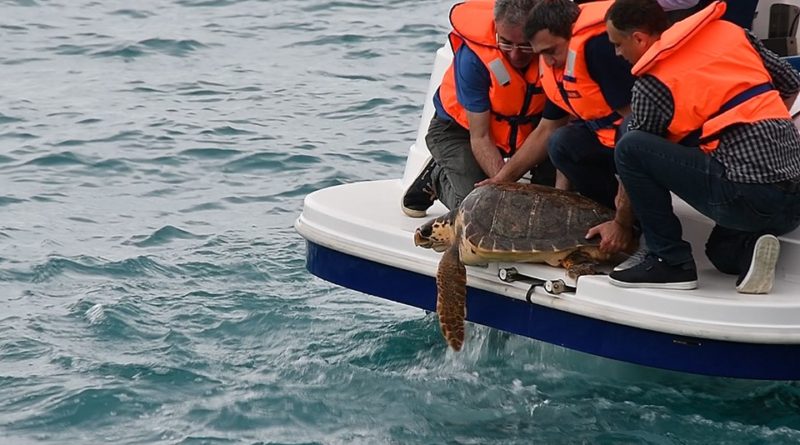 В Грузии спасли головастую черепаху из Средиземного моря  - Netgazeti