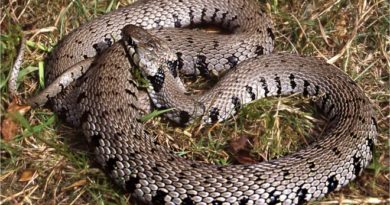 Водятся ли в Тбилиси ядовитые змеи - объясняет герпетолог   - Netgazeti