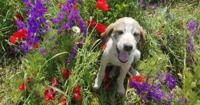 Звезды сериала «Касл» заберут бездомного пса из Гори в Голливуд  - Netgazeti