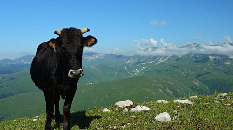 Грузия без ящура – животные в стране не заражались вирусом уже 17 лет     - Netgazeti