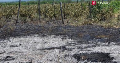 В Кахетии горит 10 гектаров виноградников  - Netgazeti