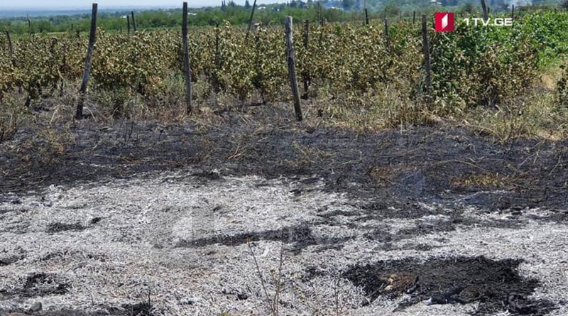 В Кахетии горит 10 гектаров виноградников  - Netgazeti
