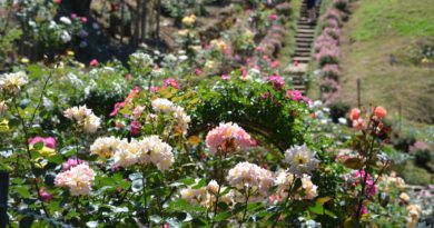 Фестиваль цветов пройдет завтра в Ботаническом саду Батуми - Netgazeti
