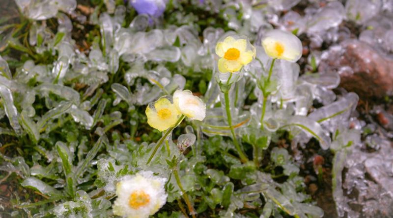 Снег и цветы в горах Грузии 1 июля. ФОТО. ВИДЕО - Netgazeti