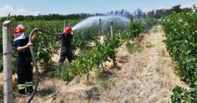 Пожар на виноградниках в Кахетии потушен  - Netgazeti