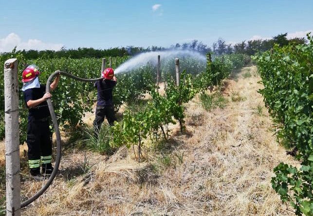 Пожар на виноградниках в Кахетии потушен  - Netgazeti