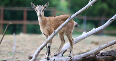 В Тбилисском зоопарке появились на свет детеныши безоарового козла - Netgazeti
