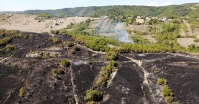 В Кахетии локализовали лесной пожар. ВИДЕО  - Netgazeti