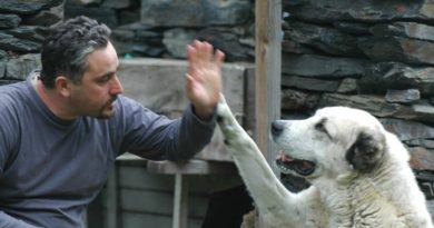 Задержанного по делу о беспорядках в Тбилиси зоолога освободили под залог - Netgazeti
