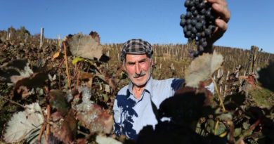 В Кахетии виноградарей обязали получить выписку из кадастра для сдачи урожая - Netgazeti