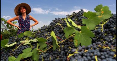 В Кахетии на этом этапе собрали 123 тысяч тонн винограда - Netgazeti