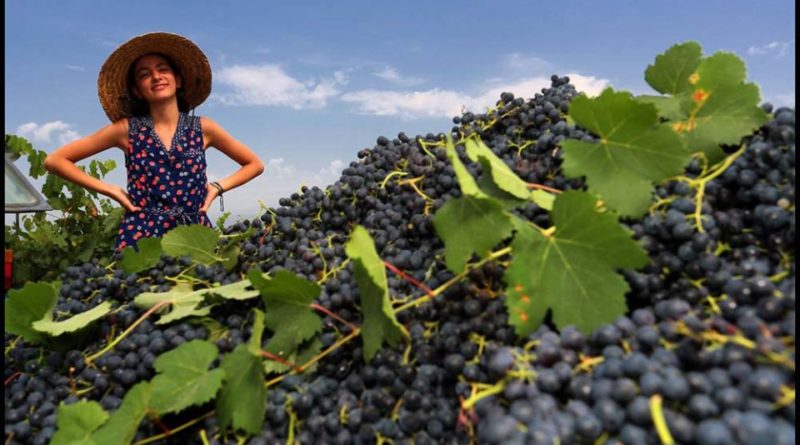 В Кахетии на этом этапе собрали 123 тысяч тонн винограда - Netgazeti