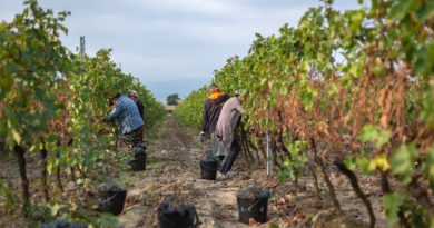 В Кахетии 14 тысяч фермеров уже сдали урожай винограда - Netgazeti