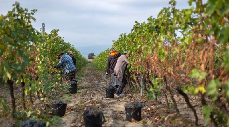 В Кахетии 14 тысяч фермеров уже сдали урожай винограда - Netgazeti