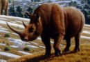 Nature: Самая древняя ДНК животного в мире – из Дманиси — Новости-Грузия Nature: Самая древняя ДНК животного в мире – из Дманиси — Новости-Грузия