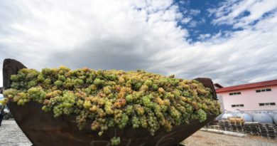 «Ртвели-2019»: Более 100 тысяч тонн винограда уже переработали в Кахетии - Netgazeti