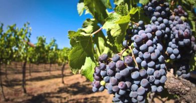 В Кахетии проходит ртвели - планируется собрать до 250 тысяч тонн винограда - Netgazeti