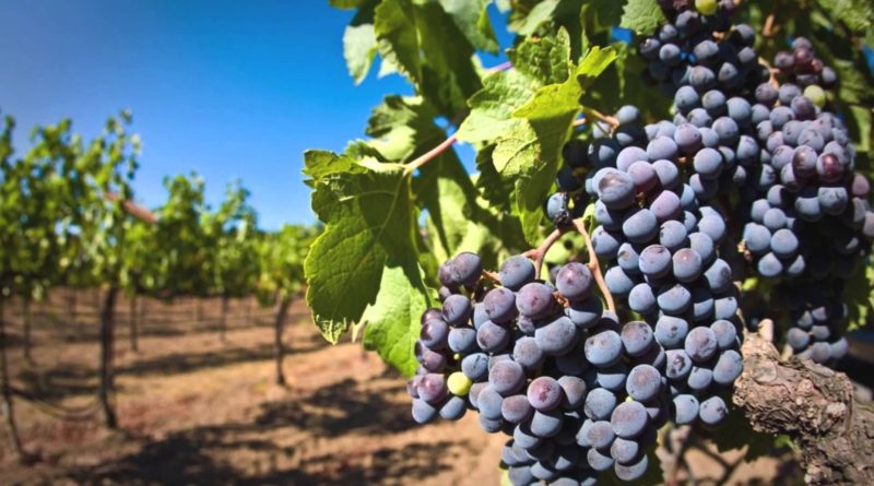 В Кахетии проходит ртвели - планируется собрать до 250 тысяч тонн винограда - Netgazeti