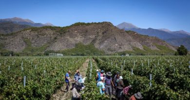 Георгий Гахария оценил сбор урожая винограда - ртвели 2019 года    - Netgazeti