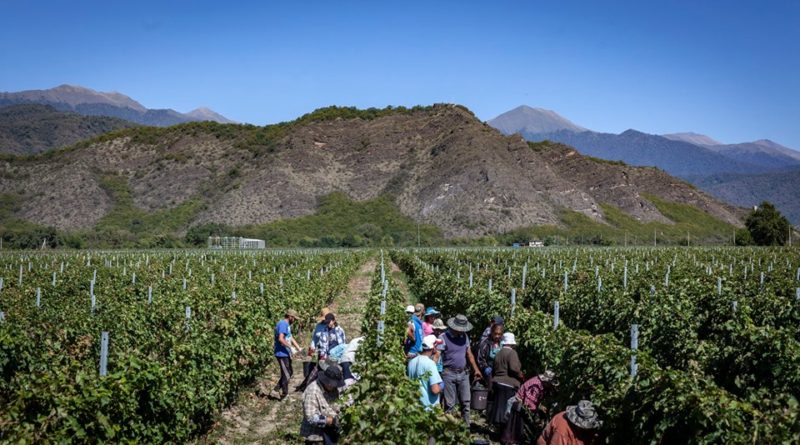 Георгий Гахария оценил сбор урожая винограда - ртвели 2019 года    - Netgazeti