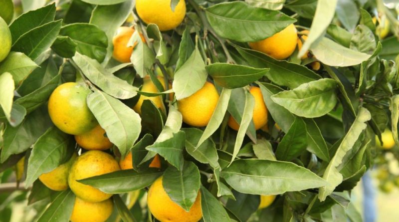 Из Грузии экспортировано более 21,3 тысячи тонн мандаринов - Netgazeti