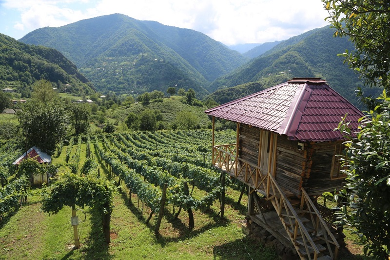 Коттеджи среди виноградников, семья Шервашидзе развивает бизнес при поддержке ЕC