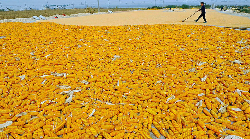 В Грузию не допустили более 110 тонн кукурузы из Украины