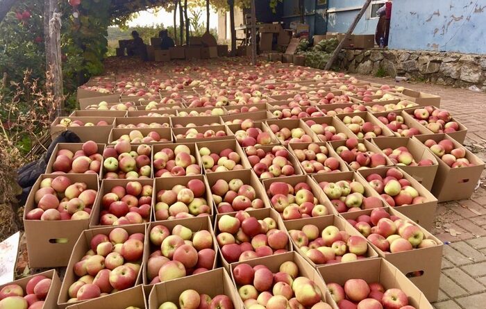 Объем экспорта яблок из Грузии вырос в 13 раз