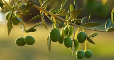Грузия стала председателем Международной оливковой ассоциации