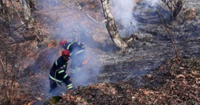 Служба госконтроля об эффективности предотвращения лесных пожаров