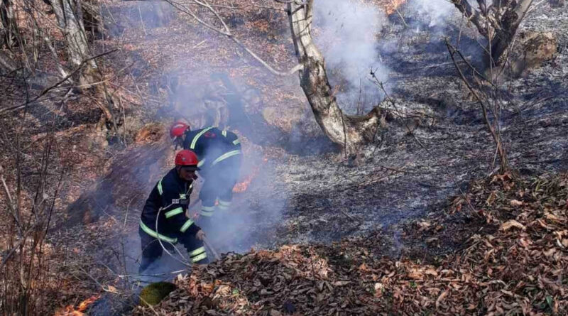 Служба госконтроля об эффективности предотвращения лесных пожаров