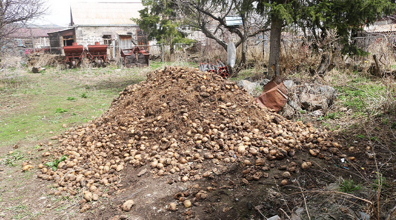 Фермер из Ахалкалаки: Наш урожай портится, а армии поставляют импортный картофель