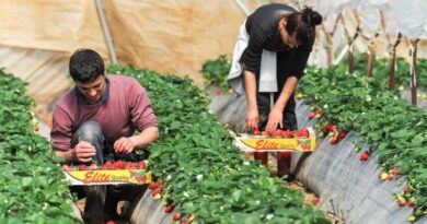Сезонные работы: Более пяти десятков граждан Грузии уже трудятся на полях Германии