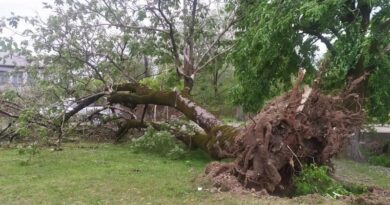 Сильный ветер в Ланчхути повалил деревья и повредил крыши