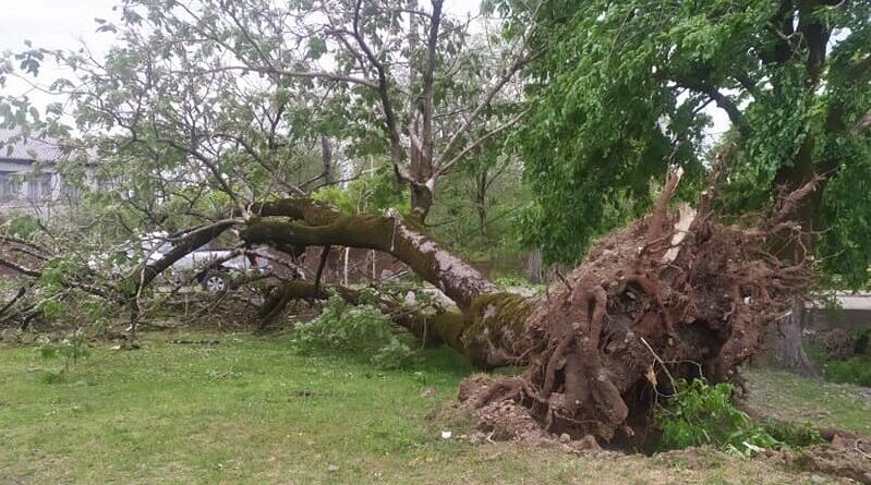 Сильный ветер в Ланчхути повалил деревья и повредил крыши