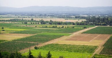 В Грузии арендаторам предложили скидку на покупку земельных участков