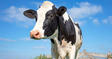 Почему в Грузии закрываются молочные фермы