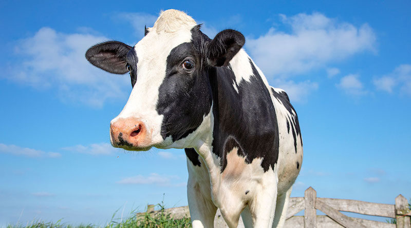 Почему в Грузии закрываются молочные фермы