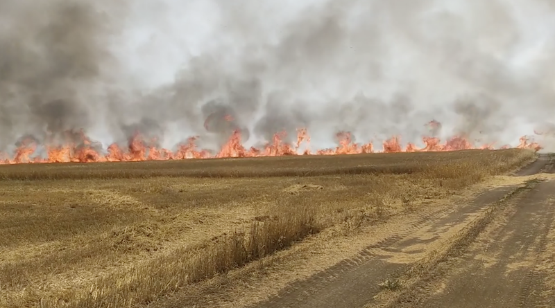 В Кахетии пожар уничтожил посевы зерновых