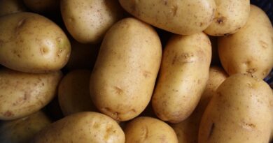 С ТПП «Сарпи» возвращены 52 000 килограмм зараженного картофеля