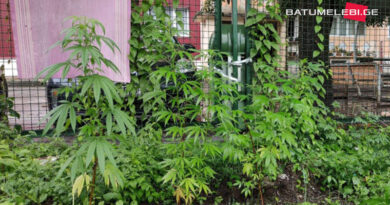 В школьном дворе батумской школы нашли растущую марихуану