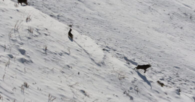 Столкновение козла и волка в снежных горах — как снимались редкие фото-кадры
