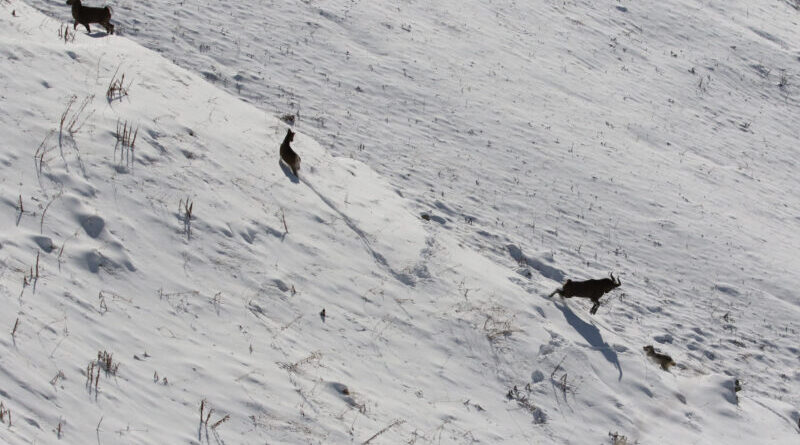 Столкновение козла и волка в снежных горах — как снимались редкие фото-кадры