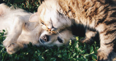 В Грузии предложили штрафовать за выброшенных собак и кошек — Законопроект