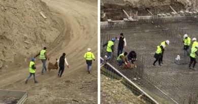В Тбилиси на стройке рабочие забили овцу