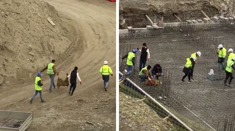 В Тбилиси на стройке рабочие забили овцу