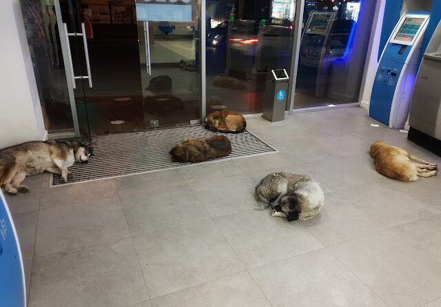Бродячие собаки в мороз находят приют в разных учреждениях Тбилиси