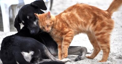 Законопроект: Для разведения домашних животных потребуются специальные разрешения