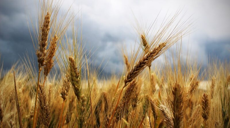 Ассоциация производителей пшеницы и муки Грузии: Запасов хватит на месяц, может на полтора